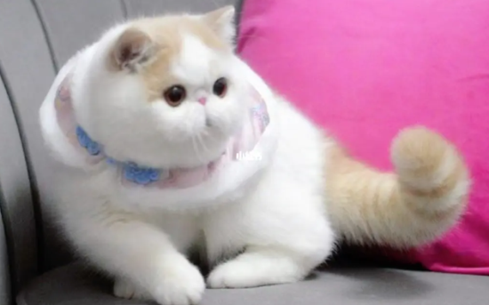 异国短毛猫的喂养方法和美容注意事项？