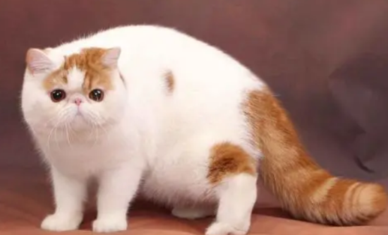 异国短毛猫性格怎么样？一起了解一下吧