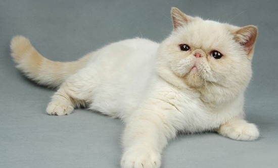 异国短毛猫吃了罐头之后拉稀了什么情况?短毛猫饲养的小知识!