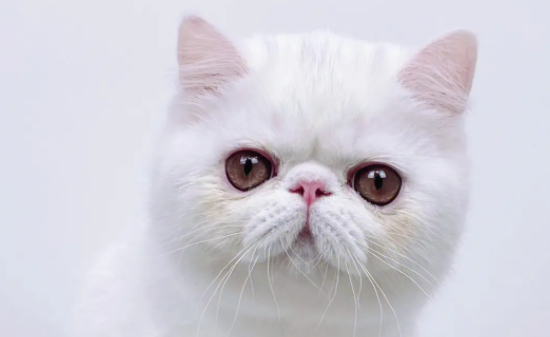 如何挑选异国短毛猫？新手小白可以看看～