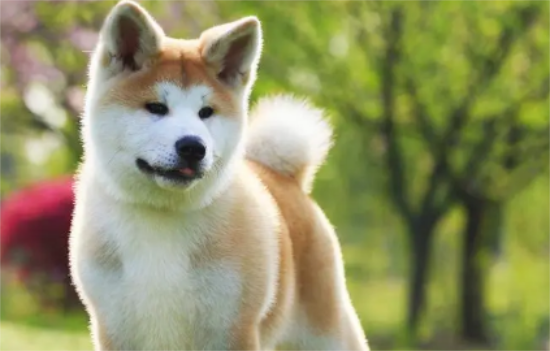 柴犬跟秋田犬有什么区别？这里有办法区分~