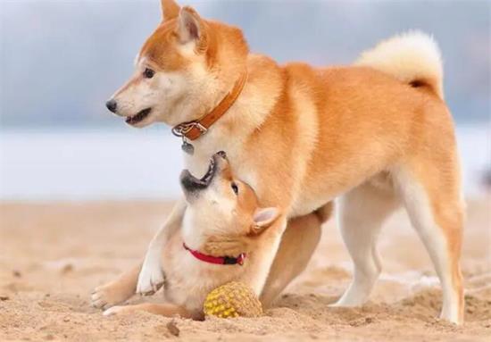 养柴犬那些家庭用品要注意？