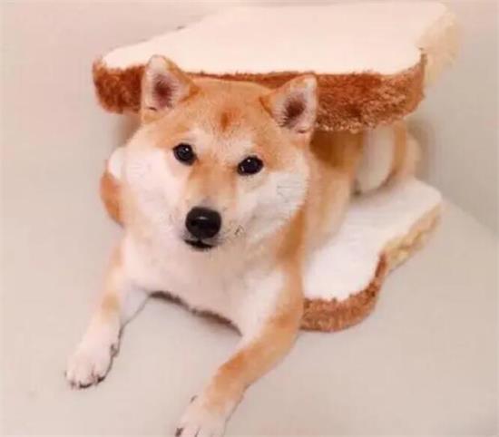 柴犬吃草是什么原因？柴犬怎么会爱吃草？