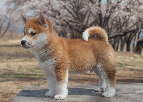 柴犬是新号秋田犬？这里一看便知！