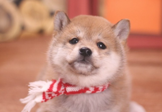柴犬挑选规范，新手必读！