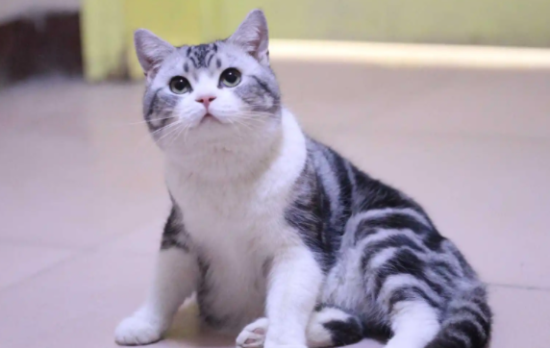 美短和土猫的区别有哪些？我来告诉你们答案！