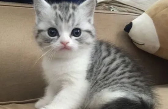 美短从几个月开始养好