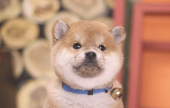 柴犬挑选规范，新手必读！
