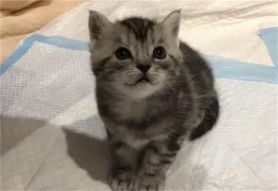 美短猫属于小型猫吗