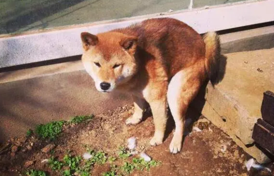 柴犬拉屎频率，还是很规律的！