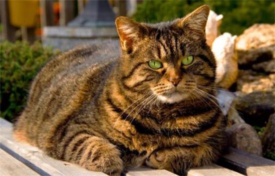 棕虎斑猫很便宜？这是为什么呢~