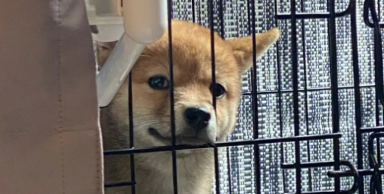 柴犬能长多大？主人来了解一下