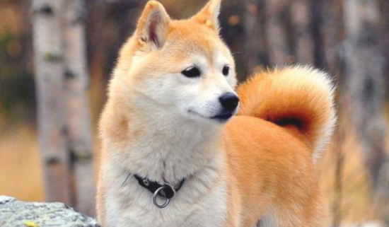 你对柴犬掌握有多少呢？一起来认识一下柴犬吧！