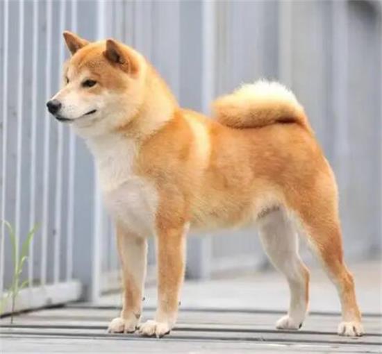 柴犬脸尖是由于不纯吗