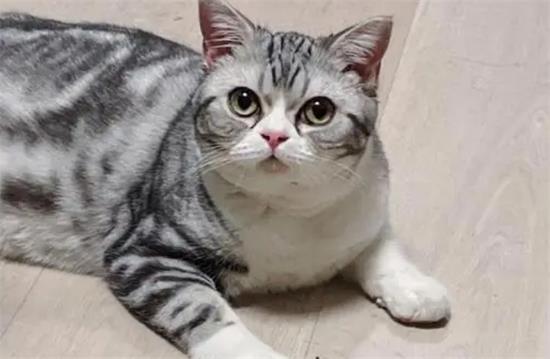 美短猫发腮先兆