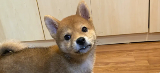 柴犬能长多大？主人来了解一下