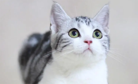 美国短毛猫如何选？这5种方法要掌握
