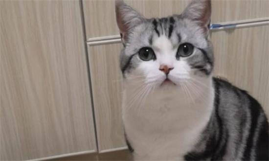美国短毛猫如何饲养？
