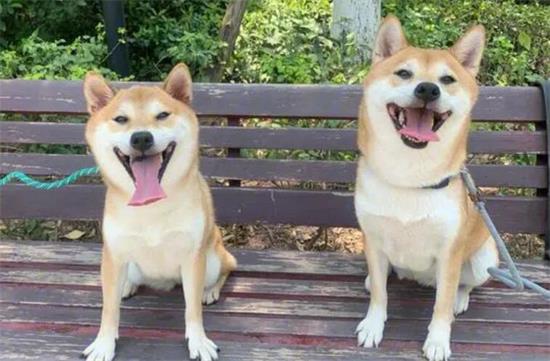 养柴犬那些家庭用品要注意？