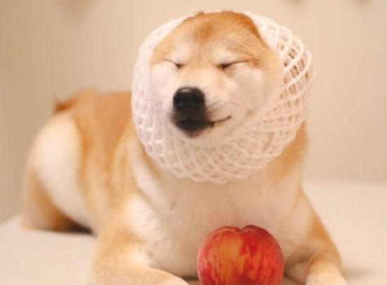 不同年龄的柴犬如何饲养？