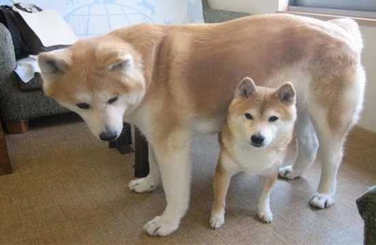 柴犬和秋田犬的区别 犬都有自己特性之处