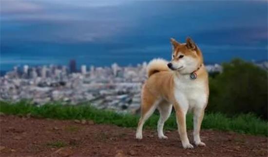 多人养柴犬吗？有哪些优点和缺点，提议养吗？
