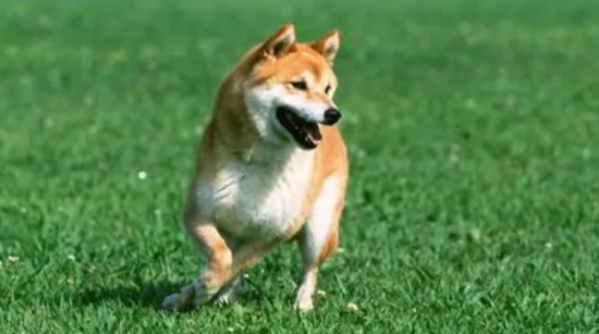 哪些颜色的柴犬最好？柴犬有哪些颜色？