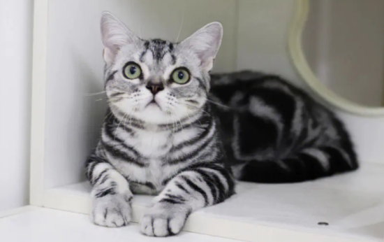标斑美短猫价格