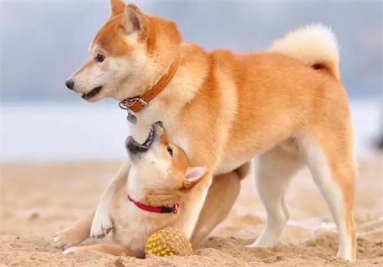柴犬吃草是什么原因？柴犬怎么会爱吃草？