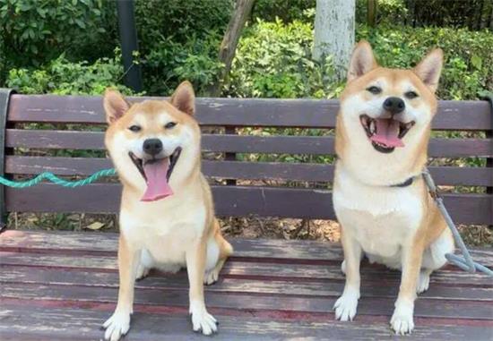 柴犬脸尖是由于不纯吗