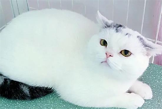 美短净梵猫多少钱一只