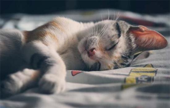 美短和狸花猫傻傻分不清？这篇文章告诉你~