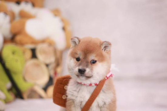 柴犬毛色的密秘，深棕色好或是浅色系好？