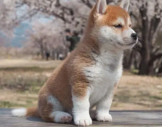 柴犬是土狗吗？它们是同一犬种吗？