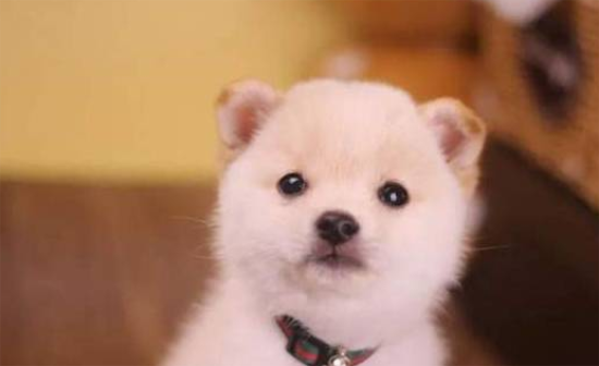 纯白柴犬价钱为什么这么低？来看看吧