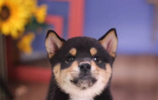 柴犬哪里买啊？哪些地方买柴犬可靠？