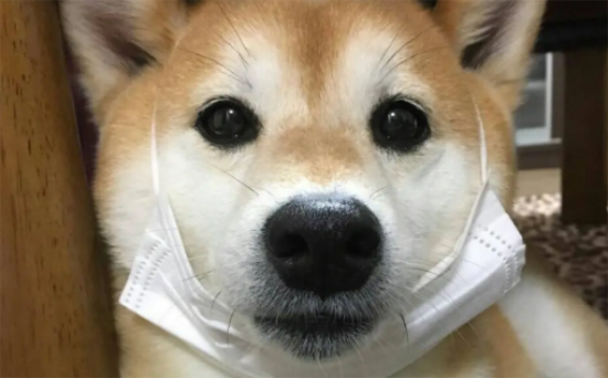 家有柴犬嘴很馋，能给它吃草莓吗？
