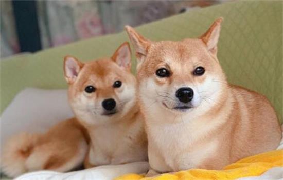 柴犬为什么对狗的攻击性这么强
