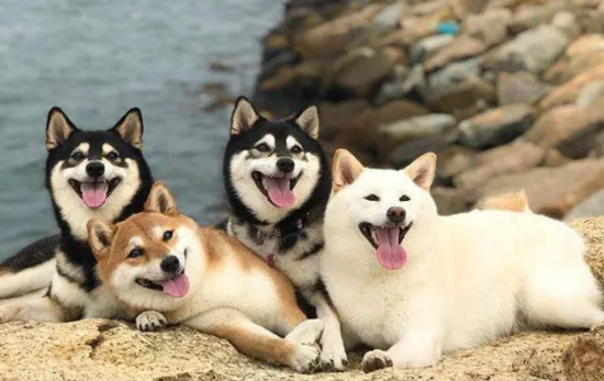 你以为饲养柴犬很容易吗？其实并不然，感兴趣的小伙伴快来康康吧。