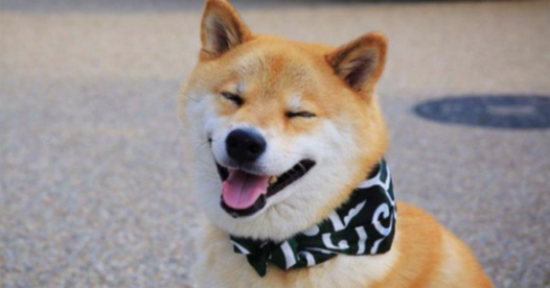 柴犬是中华田园犬的一种吗？答案是“NO”！