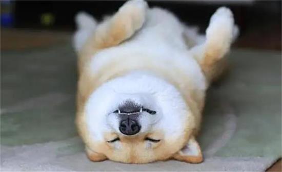 柴犬白手套为什么不好？真相可能不是你想的那样哦