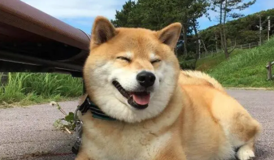想要饲养柴犬？不妨先来了解下柴犬和小黄土狗的区别~