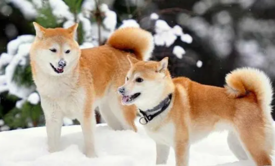日本土狗是柴犬还是秋田？还不快来了解下