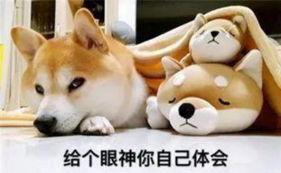 预防柴犬感冒的方法，快来收藏！