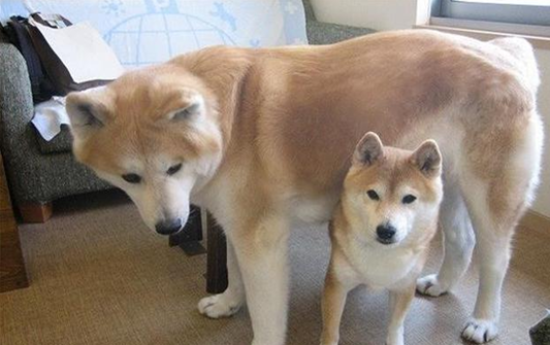 柴犬和秋田犬哪个容易养？