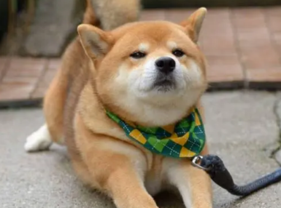 你们说，为什么养柴犬的的人少？