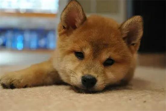 柴犬智商高吗？相当于人几岁呢？