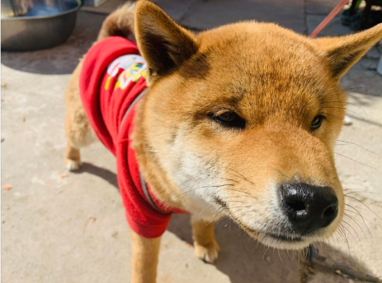 柴犬挑食？学会这几个方法，它就不敢挑食了