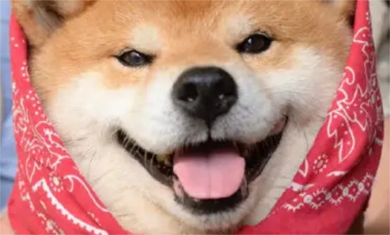 好奇？柴犬一生会认几个主人？