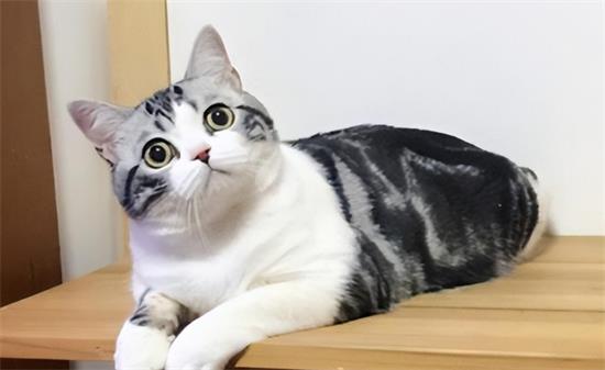 美英短猫多少钱一只